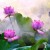 霧里看花