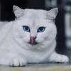 鑫隆源商務顧問